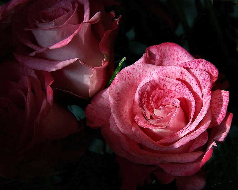 2 Pink and Red Speckled Roses F1 romance, rose, fragrant, floral, graphy, love, flower, nature, HD wallpaper
