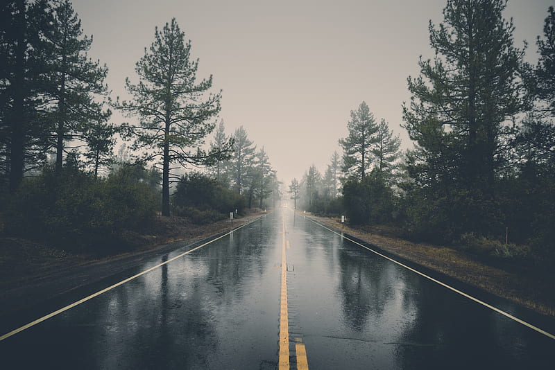road, asphalt, rain, wet, trees, bushes, HD wallpaper