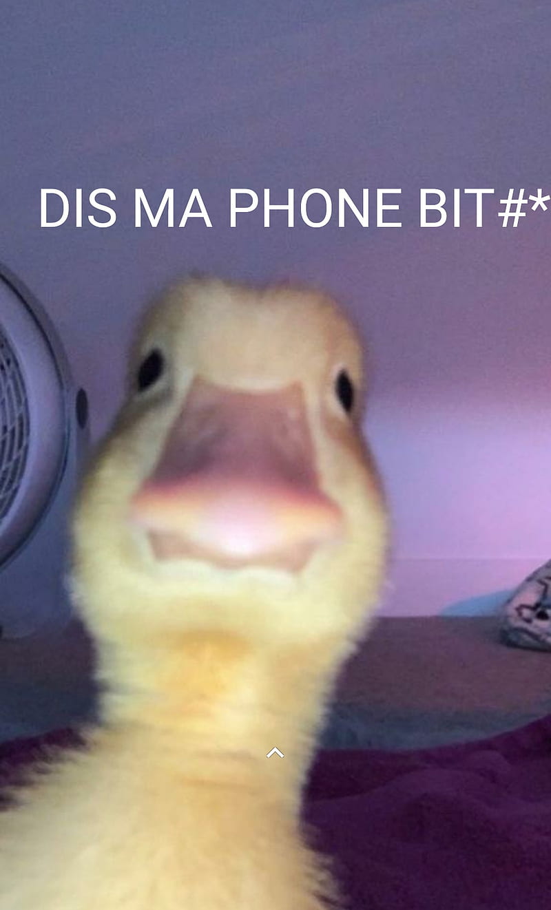 Funny dis ma phone, segsy duck, duck, happy., HD phone wallpaper