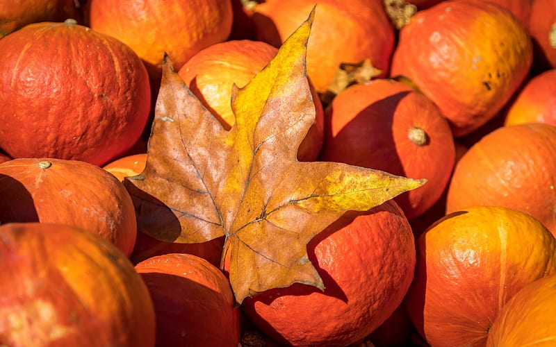 pumpkin, halloween, autumn, harvest, HD wallpaper
