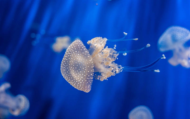 jellyfish, underwater, sea jellies, Medusozoa, ocean, jellyfish underwater, HD wallpaper