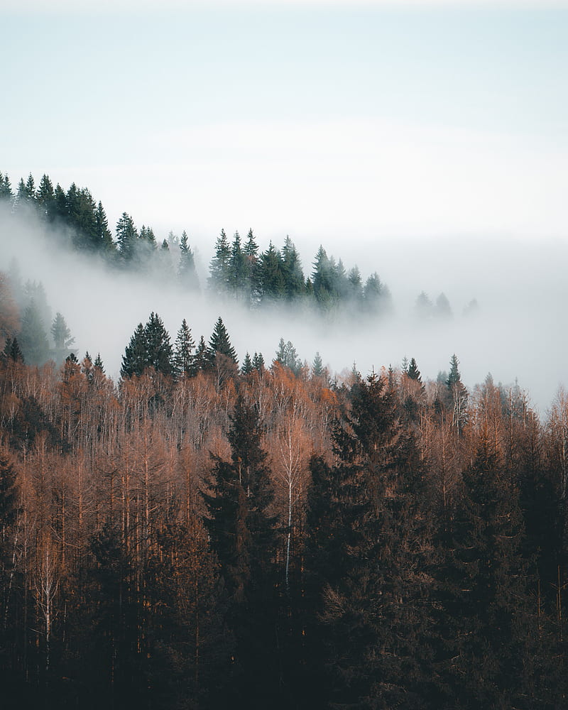 forest, fog, clouds, trees, landscape, HD phone wallpaper