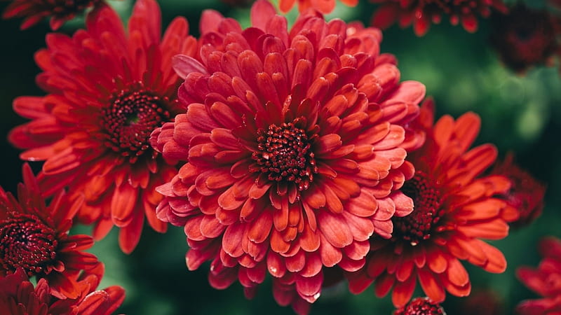 Red Gerbera, bright, flowers, spring, daisy, HD wallpaper