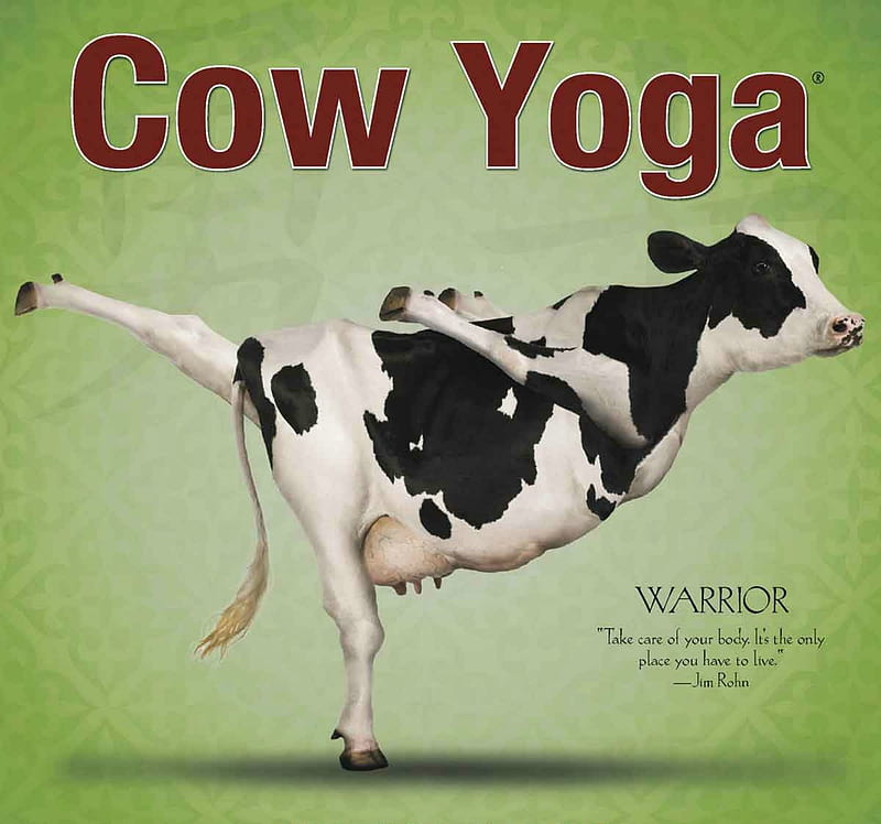 Yoga cow, cow, green, vaca, funny, yoga, animal, HD wallpaper