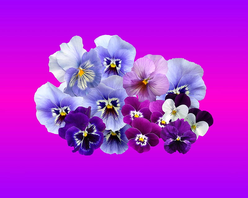 pansy, gizzzi, purple, flower, flowers, HD wallpaper