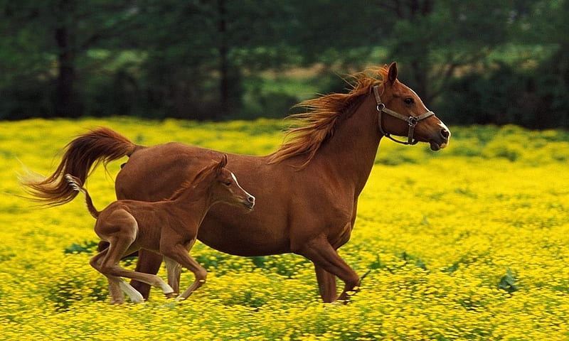 Caballo Y Su Bebe Amarillo Caballo Campo Animal Fondo De Pantalla Hd Peakpx