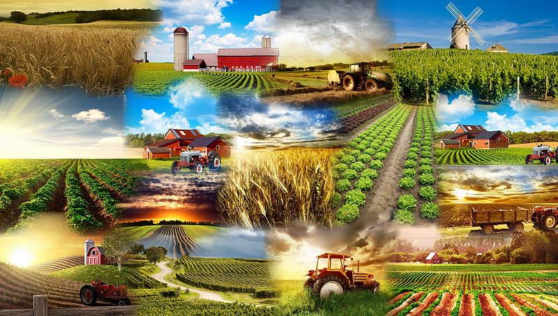 HD wallpaper: farm, farmers, water drops, rice, children, nature, field |  Wallpaper Flare
