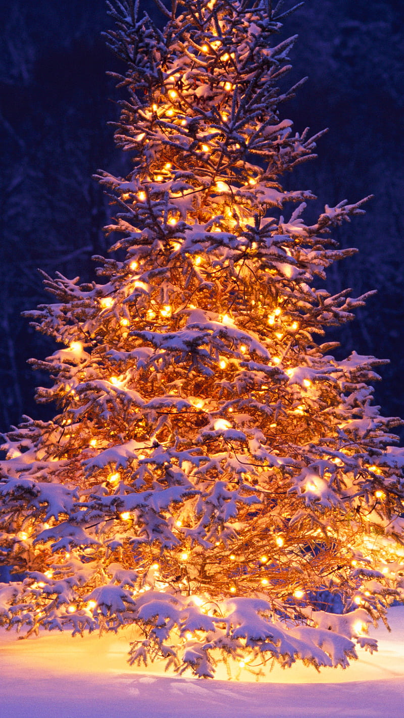 Christmas , christmas tree, snow, lights, winter, tree, HD phone wallpaper