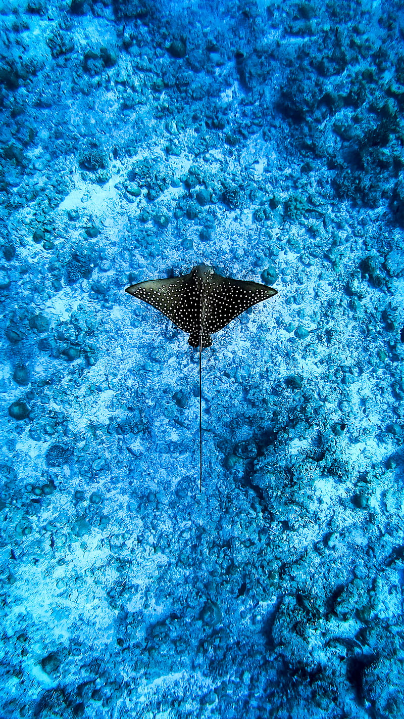 Eagleray, marinelife, underwater, HD phone wallpaper