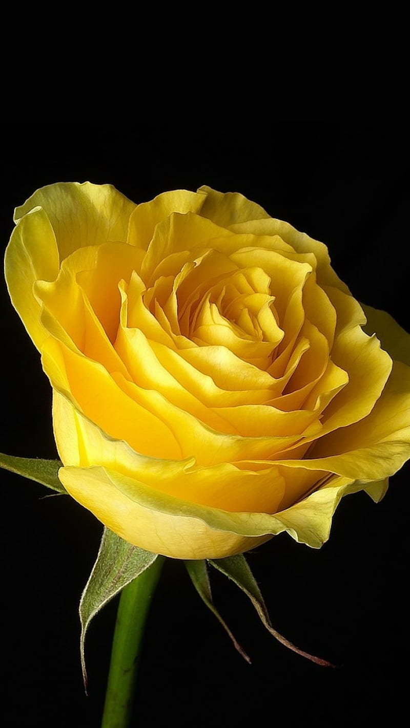 Beautiful Rose, background, flower, nature, HD phone wallpaper