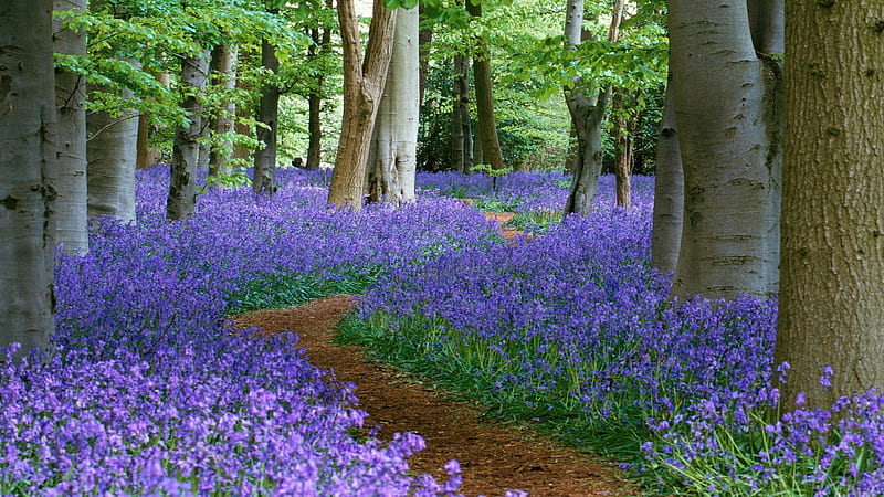 Pathway Between Bluebell Flowers And Trees Flowers, HD wallpaper