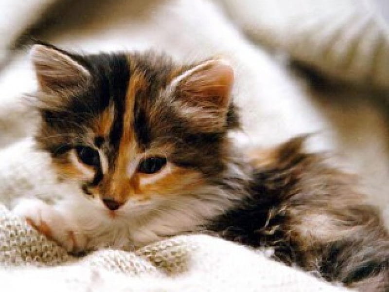 hangover drank to much last night, cute, adorable, kitty, cuddly, HD wallpaper