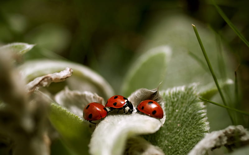 Ladybug meeting, ladybug, leaves, meeting, grass, macro, nature, ladybird, leaf, HD wallpaper