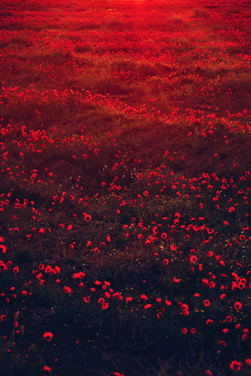 poppies, flowers, field, red, bloom, HD phone wallpaper
