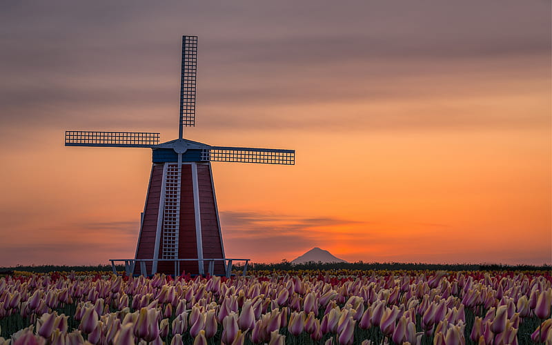 wooden mill, Oregon, pink tulips, mill, evening, sunset, wildflowers, mill among tulips, USA, HD wallpaper