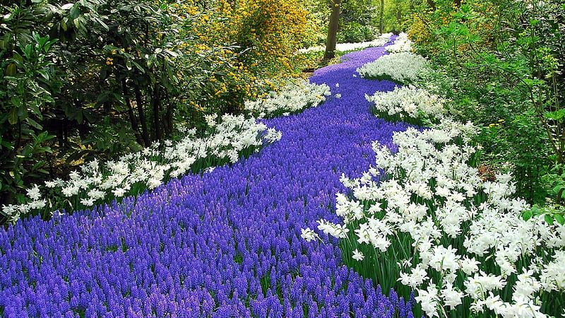 A blue-white path, hyacinths, purple, jonquils, path, trail, beuty, park, white, HD wallpaper