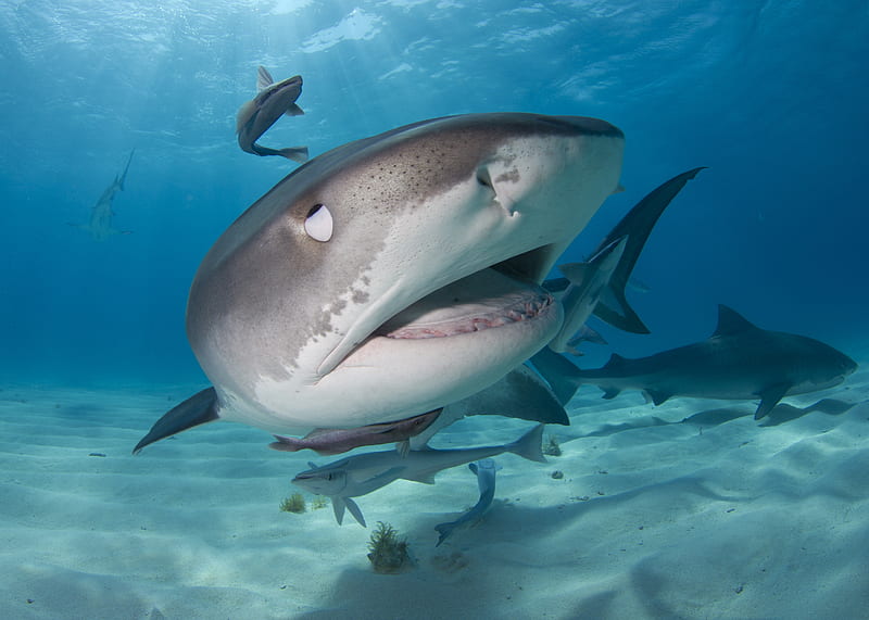 Sharks, Shark, Fish, Underwater, predator (Animal), HD wallpaper