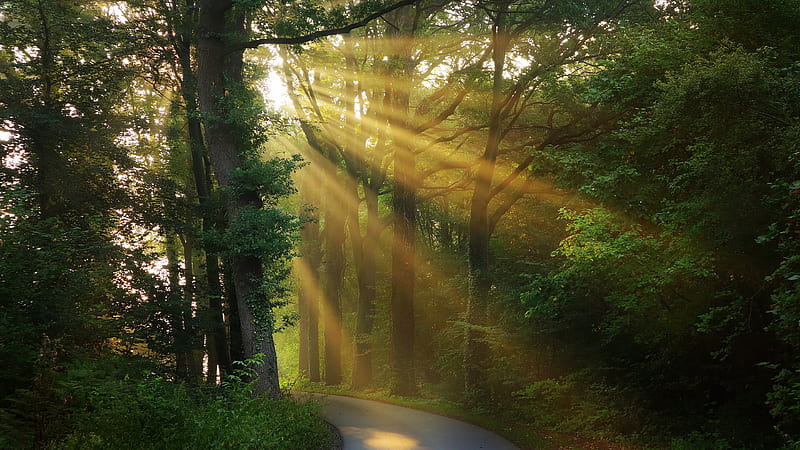 sunbeam, morning, scenery, forest, trees, road, Nature, HD wallpaper