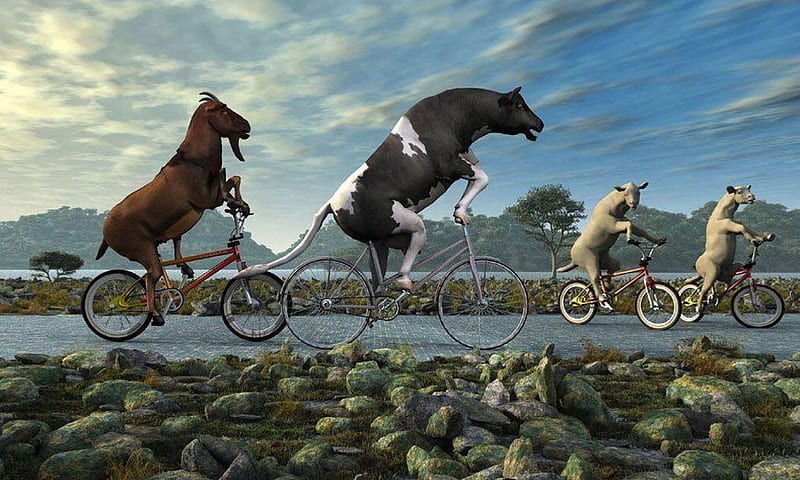 Vaca divertida montando una bicicleta, gracioso, animales, vaca, lindo,  bicicleta, Fondo de pantalla HD | Peakpx
