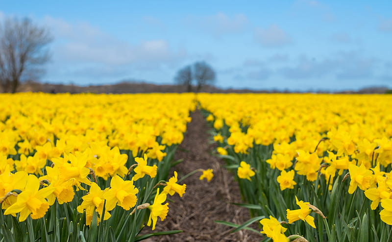 Daffodil Field, Spring in Netherlands Ultra, Nature, Flowers, Yellow, Spring, Netherlands, Holland, Europe, Daffodils, Leica, dutch, summilux, HD wallpaper