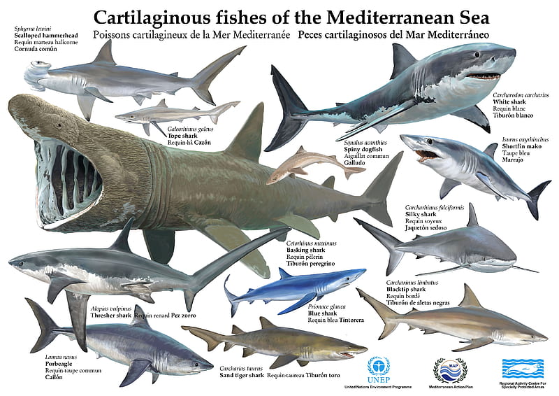 Cartilaginous Fishes Of The Mediterranean Sea, Fishes, Mediterranean Sea, fish, Cartilaginous, ocean, sharks, animals, infographic, HD wallpaper