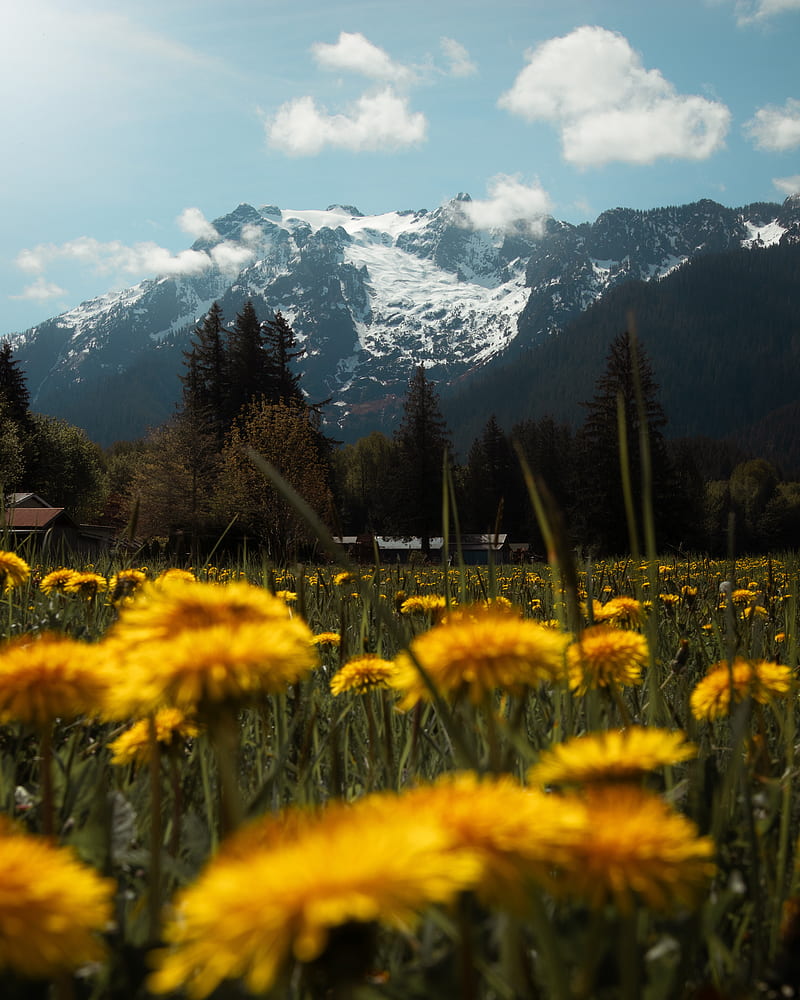 mountains, lawn, flowers, grass, landscape, HD phone wallpaper
