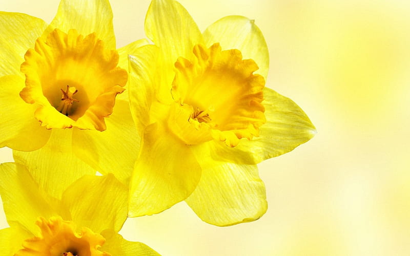 Daffodils, narcissus, flowers, yellow, spring, HD wallpaper