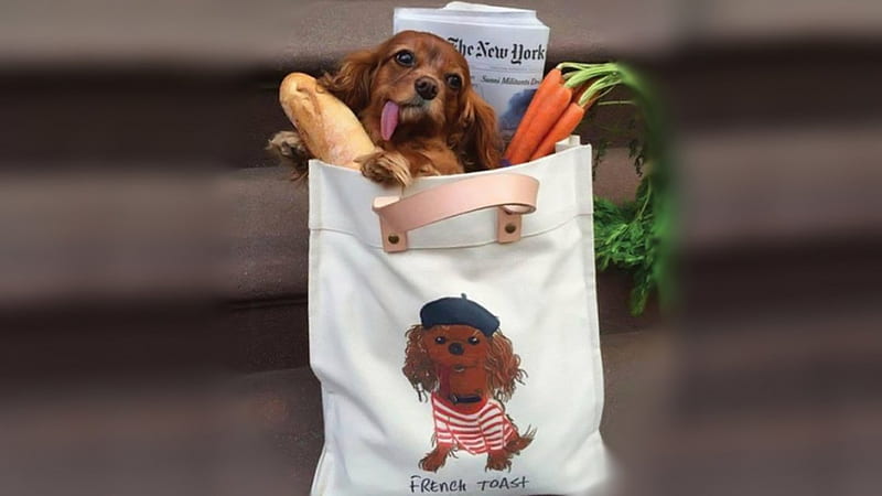 Can we go home now please..??, shopping bag, doggy, brown puppy, funny doggie, puppy, dog, HD wallpaper