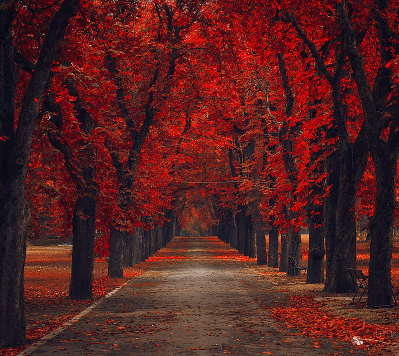 Red Autumn, path, trees, HD wallpaper | Peakpx