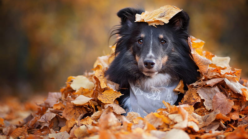 Collie, autumn, orange, caine, black, animal, leaf, dog, sheltie, HD wallpaper