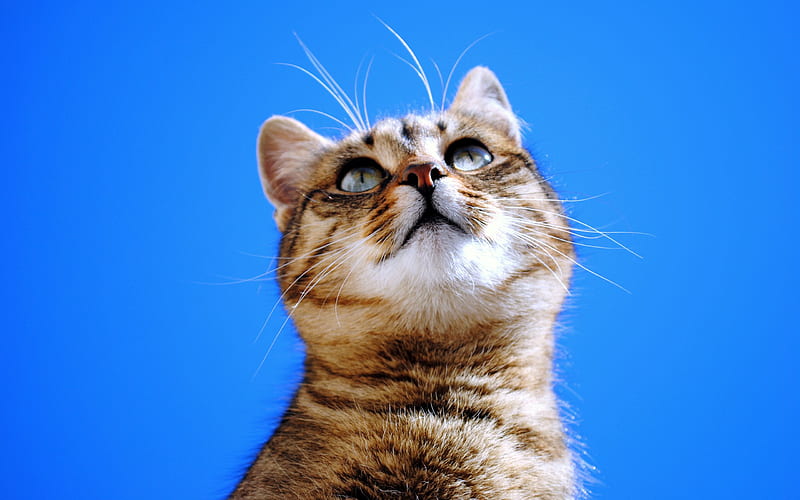 Looking up kitten, feline, cat, kitten, animal, sweet, HD wallpaper