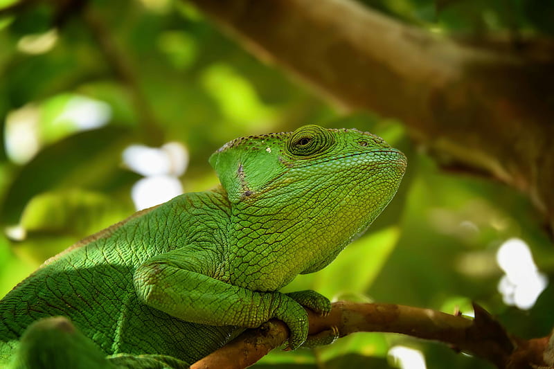 iguana, reptile, lizard, blur, green, HD wallpaper