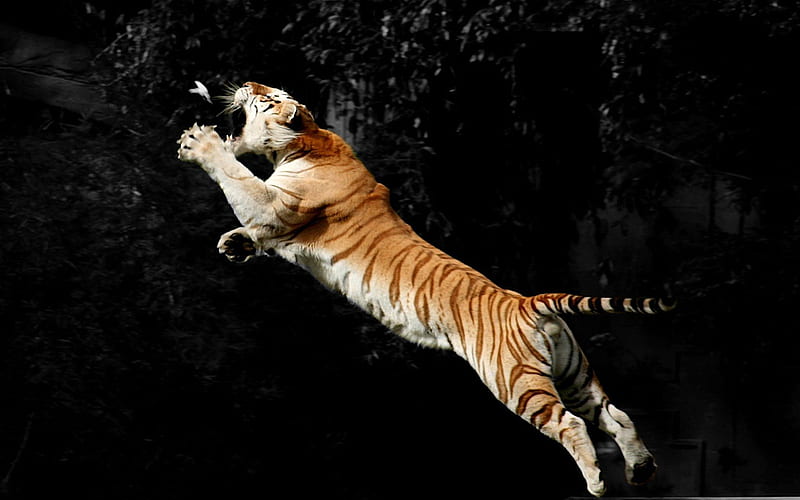 Tiger Leaping for a Bird!, bird, leaping, nature, tiger, cat, animal, HD wallpaper