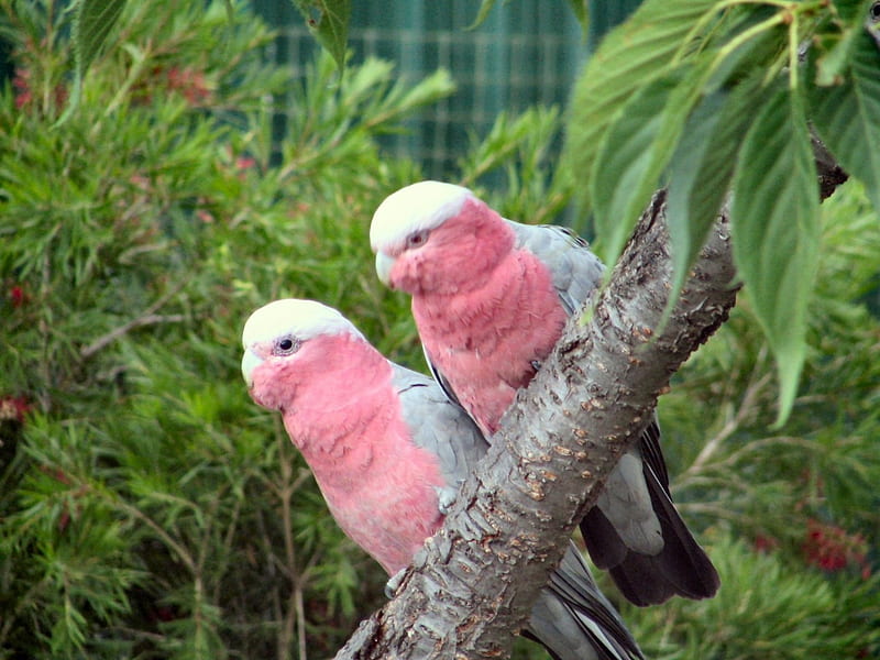 Pink Galahs, tree, galahs, australia, garden, parrots, HD wallpaper