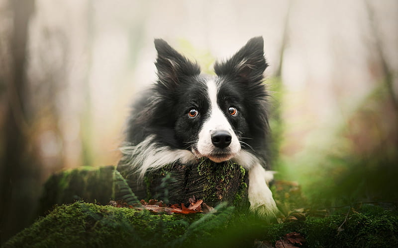 Border Collie, forest, white-black fluffy dog, pets, cute dogs, HD wallpaper