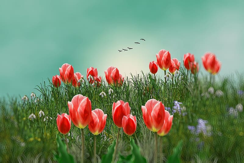Red tulips, viragok, szirmok, felhok, mezo, madarak, viragzo, tavasz, HD wallpaper