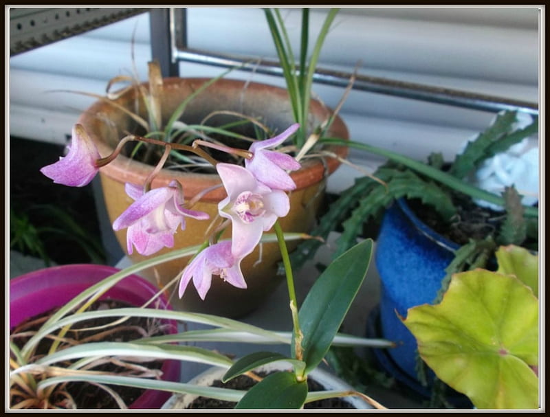 Pequeña orquídea, flor, bonita, orquídea, Fondo de pantalla HD | Peakpx