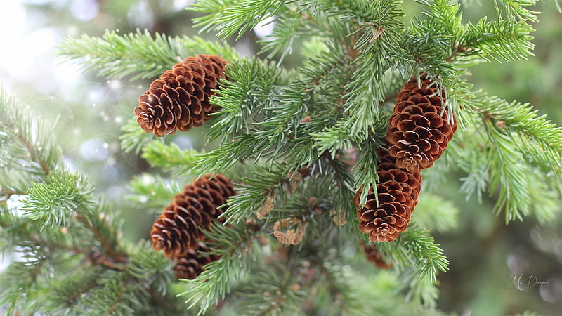 Ever Green, forest, conifer, cones, evergreen, trees, bokeh, pine, decorations, fir, Firefox Persona theme, spruce, HD wallpaper