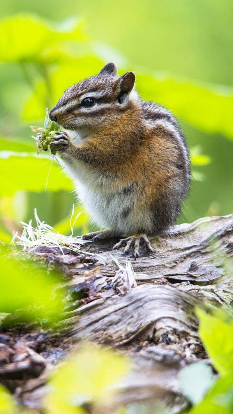 Wallpaper branches, legs, protein, Chipmunk, bark for mobile and desktop,  section животные, resolution 1920x1280 - download