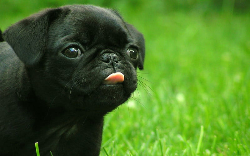 Blah, tongue sticking out, stick out, pug, tongue, puppy, awesome dog owner, HD wallpaper