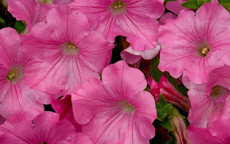 pink petunia-beautiful flowers, HD wallpaper