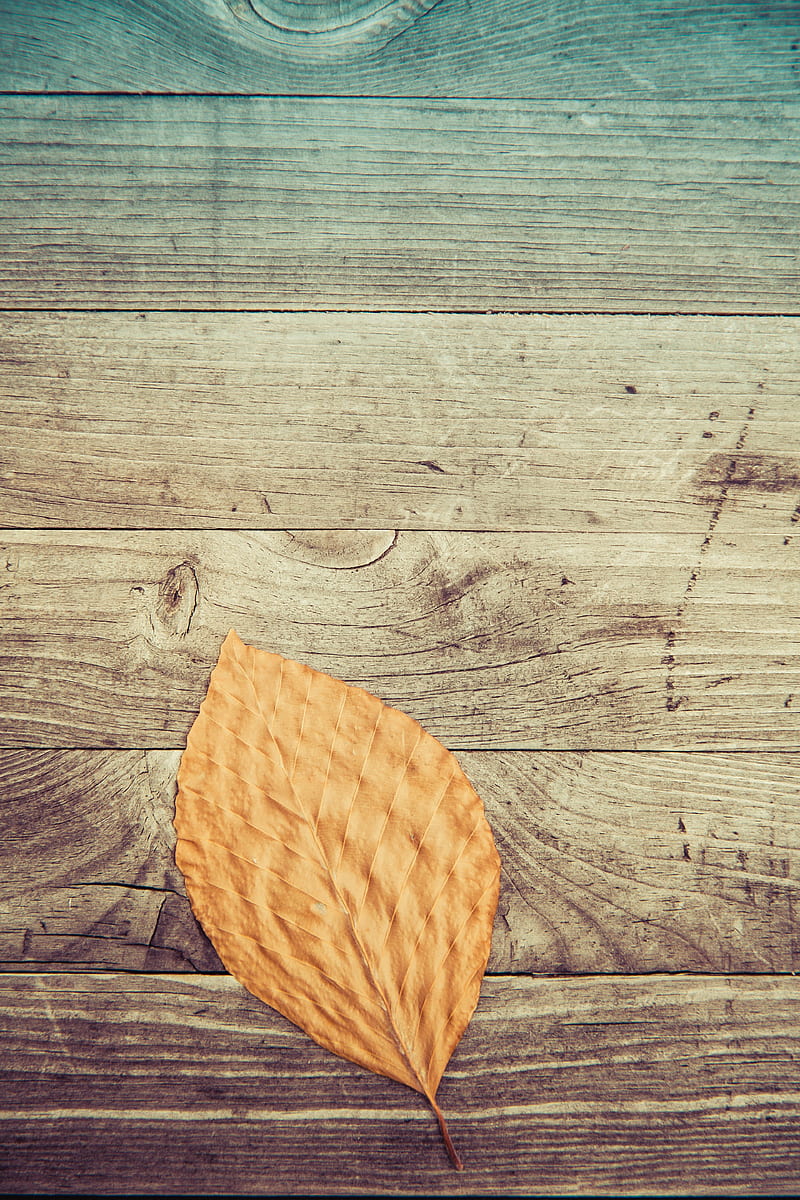wood, wooden surface, leaves, HD phone wallpaper