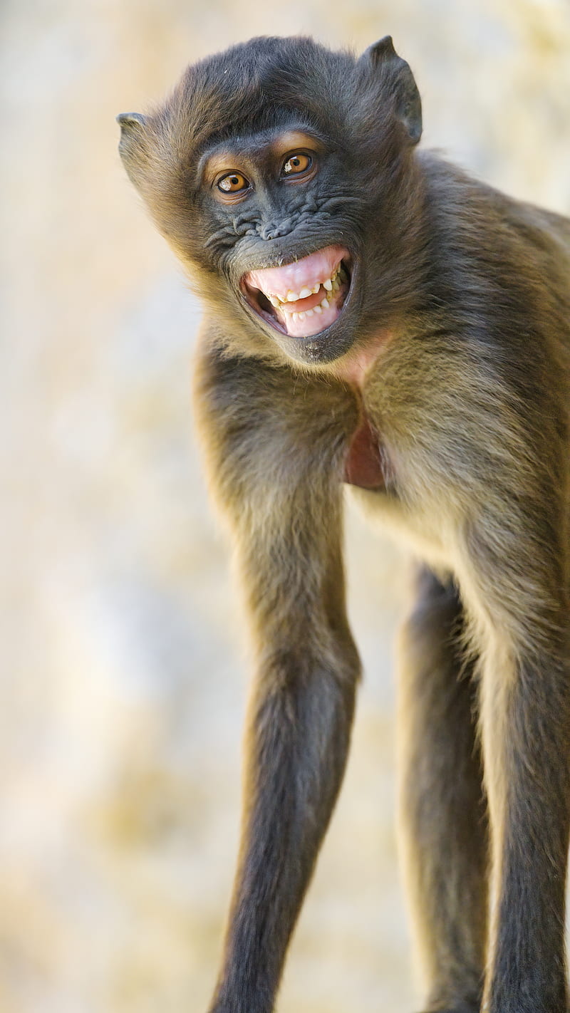 monkey, animal, glance, smile, funny, positive, HD phone wallpaper