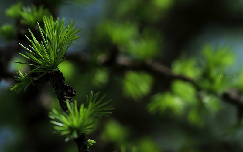 larch tree branch, larch, forest, green, larch branch, HD wallpaper