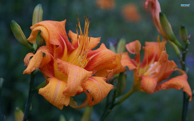 ~Lovely Orange Lilies~, orange, flowers, lilies, nature, spring, buds, HD wallpaper