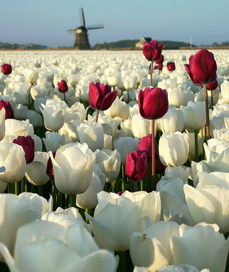 Flores de holanda, rosa, rosas, tulipanes, tulipanes blancos, tulipanes  rojos, Fondo de pantalla de teléfono HD | Peakpx