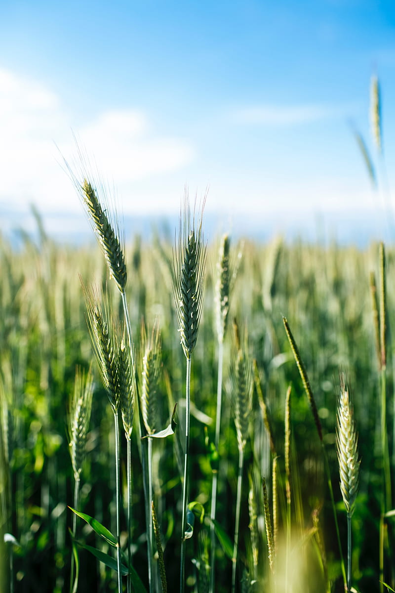 ears, wheat, grass, field, HD phone wallpaper