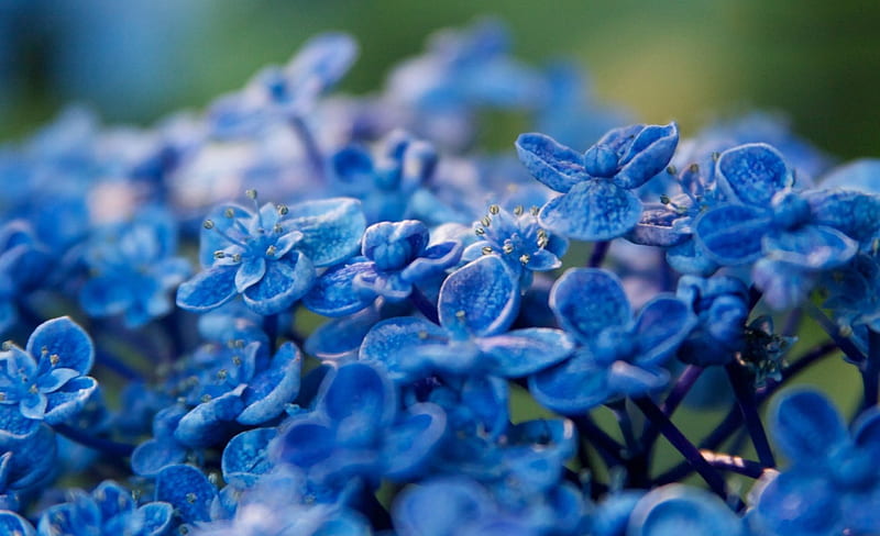 *Hydrangea*, hydrangea, snapshot, large, flowers, nature, nearby, blue, HD wallpaper