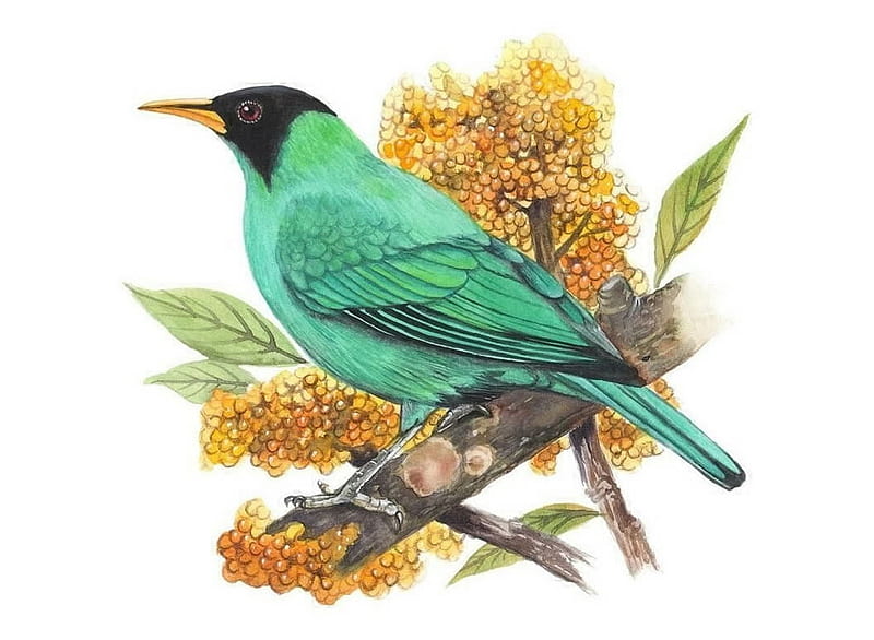 Bird, Animals, Zoology, Ornithology, HD wallpaper