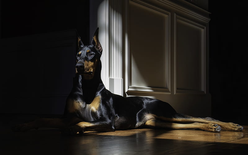 Perro gran danés, mascotas, perros, gran danés negro, perro doméstico,  deutsche dogge, Fondo de pantalla HD | Peakpx